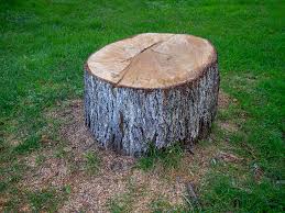 Best Tree Disease Treatment  in Newport Beach, CA