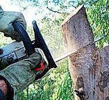 Best Tree Maintenance Programs  in Newport Beach, CA
