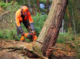 Best Tree Trimming and Pruning  in Newport Beach, CA