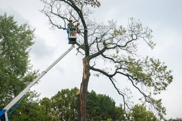 Best Tree Preservation Services  in Newport Beach, CA