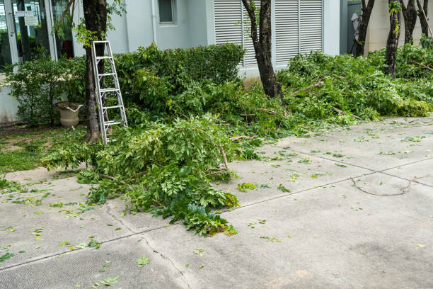 Reliable Newport Beach, CA Tree Removal Solutions