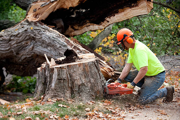 Best Utility Line Clearance  in Newport Beach, CA