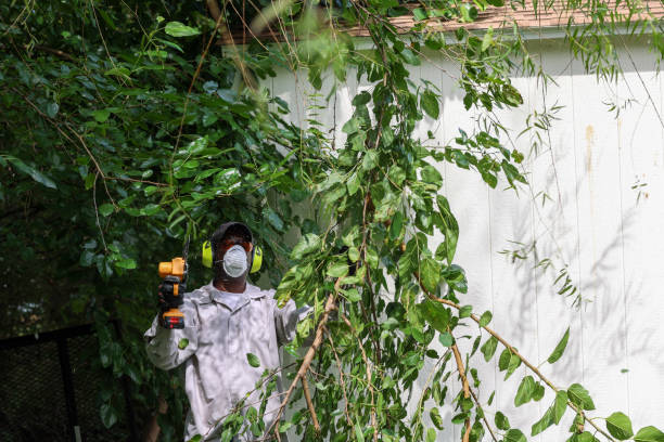 Best Tree Risk Assessment  in Newport Beach, CA